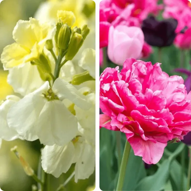 World Botanics Feathered Pink tulp muurbloem 35 stuks