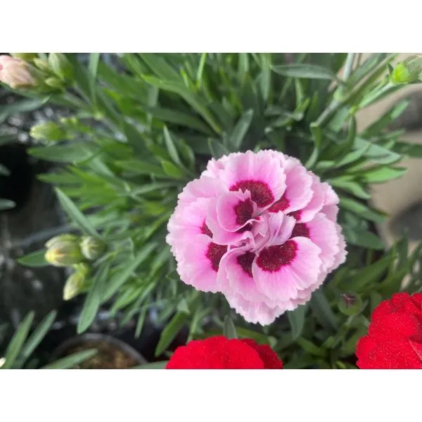 World Botanics Sweet Pleasure dianthus planten 15 stuks mix