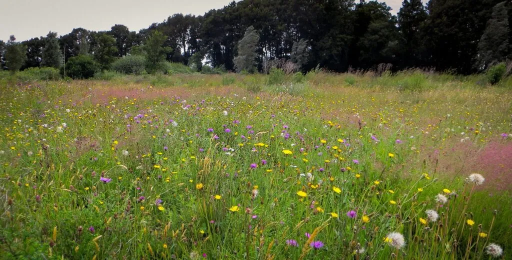 MediGran GD-63 graslandflora bloemenmengsel kalkrijk