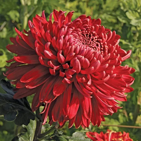 World Botanics Chrysanthemum Growers Collection 5 planten snijmix