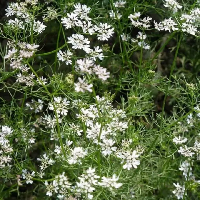 MediGran Coriandrum sativum koriander zaden onbespoten