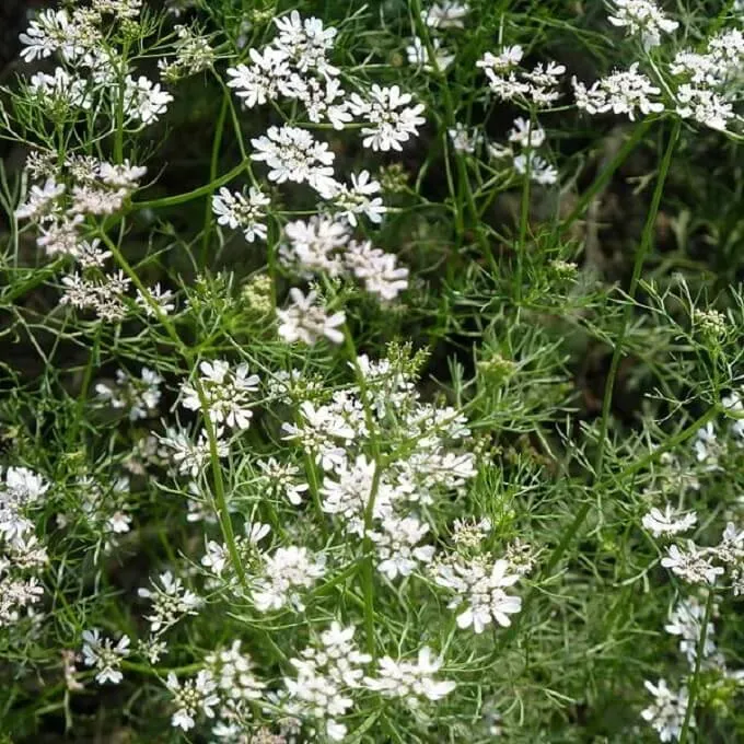 MediGran Coriandrum sativum koriander zaden onbespoten