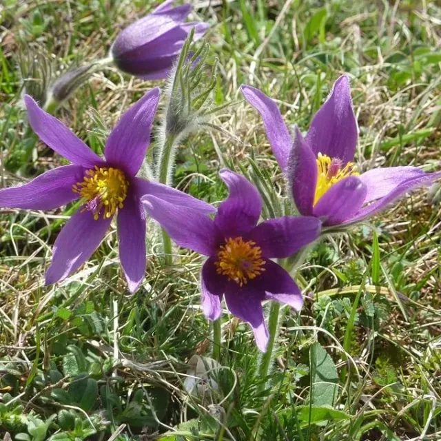 MediGran Wildemanskruid Pulsatilla vulgaris zaden inheems