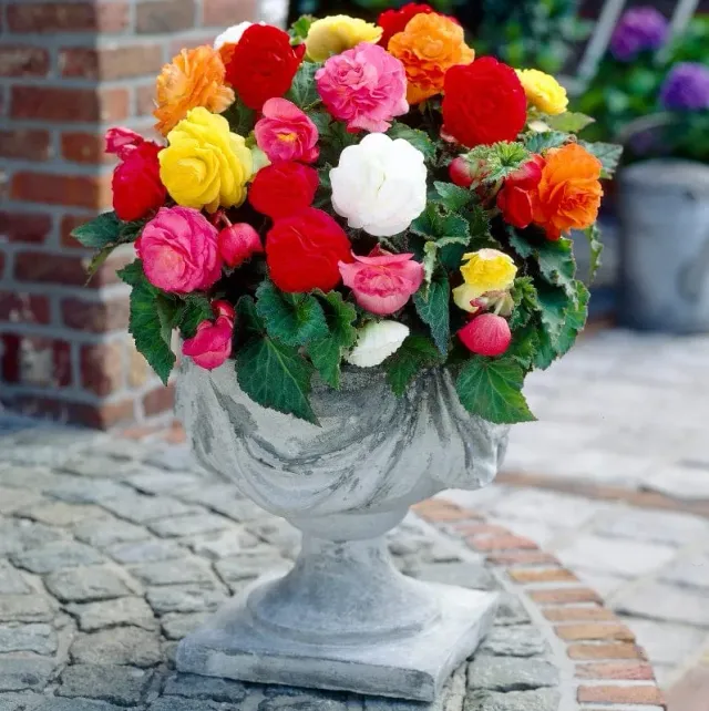 World Botanics Non-Stop Mixed F1 begonia 5 knollen gemengd