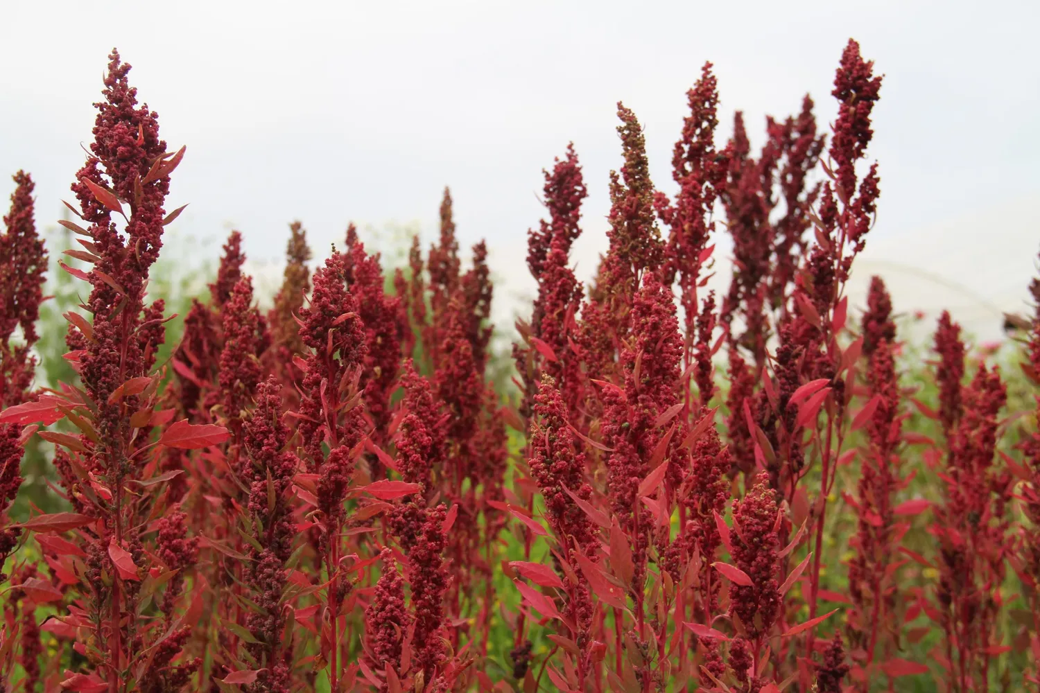 Vitale Rassen Red Aztec huauzontle zaden rood
