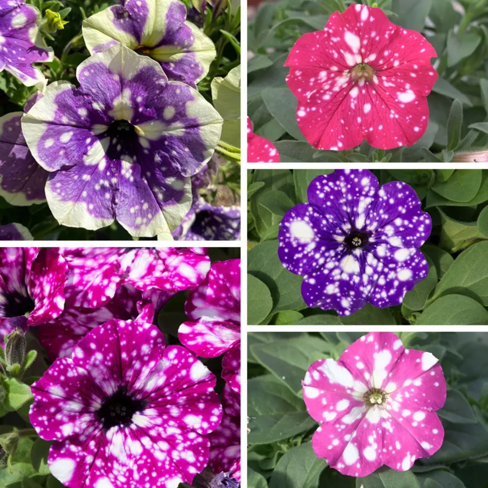 World Botanics Sparkling Sky petunia planten 15 jonge planten