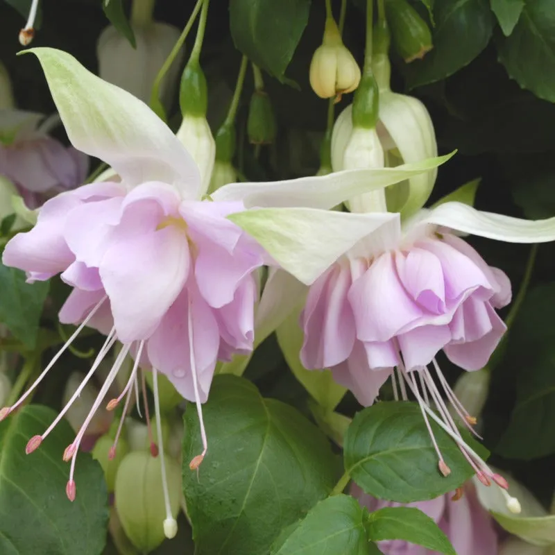 World Botanics Giant Trailing fuchsia planten 15 stuks