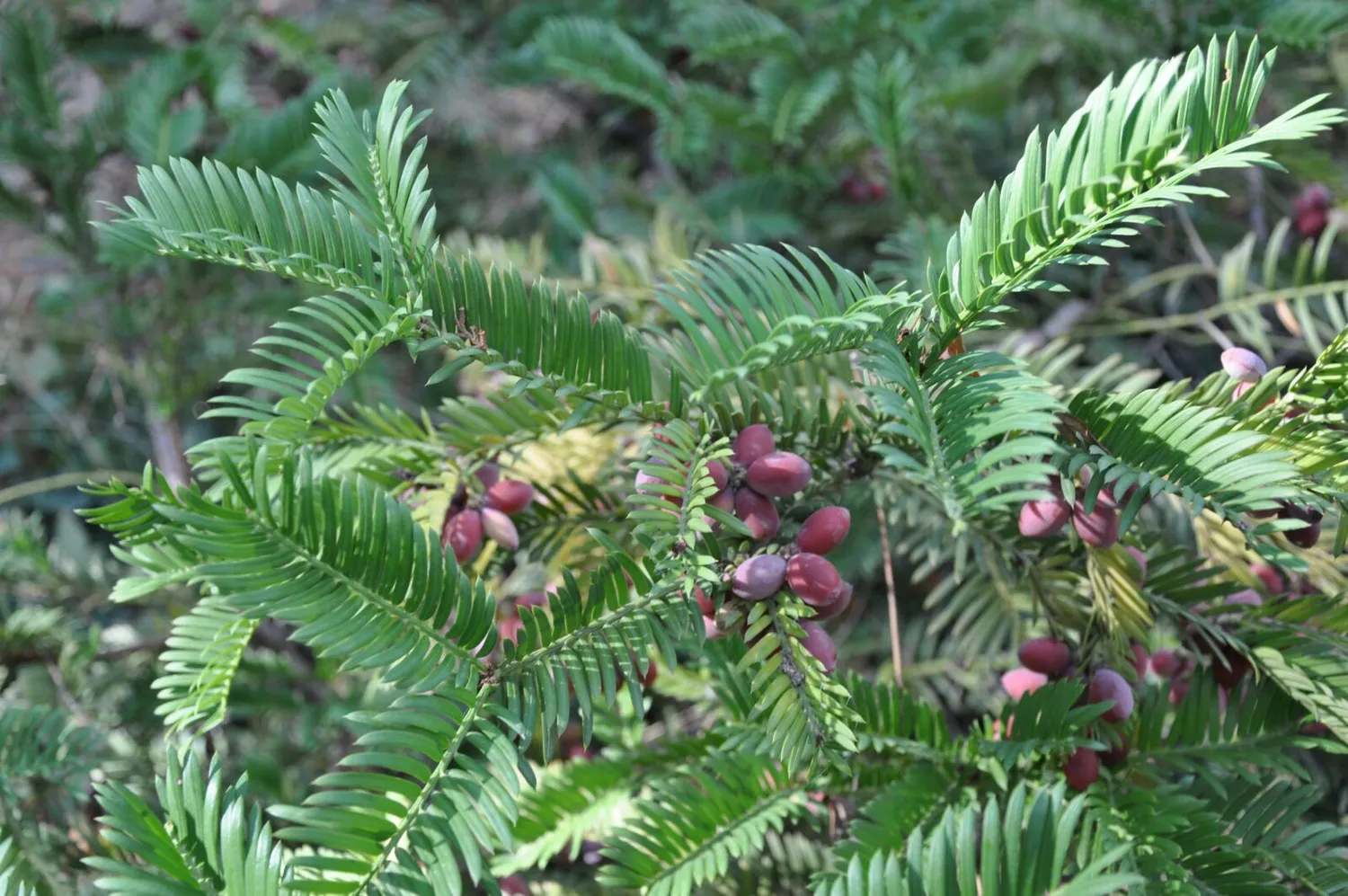 De Tuinen van MergenMetz Chinese knoptaxus plant C2 winterhard