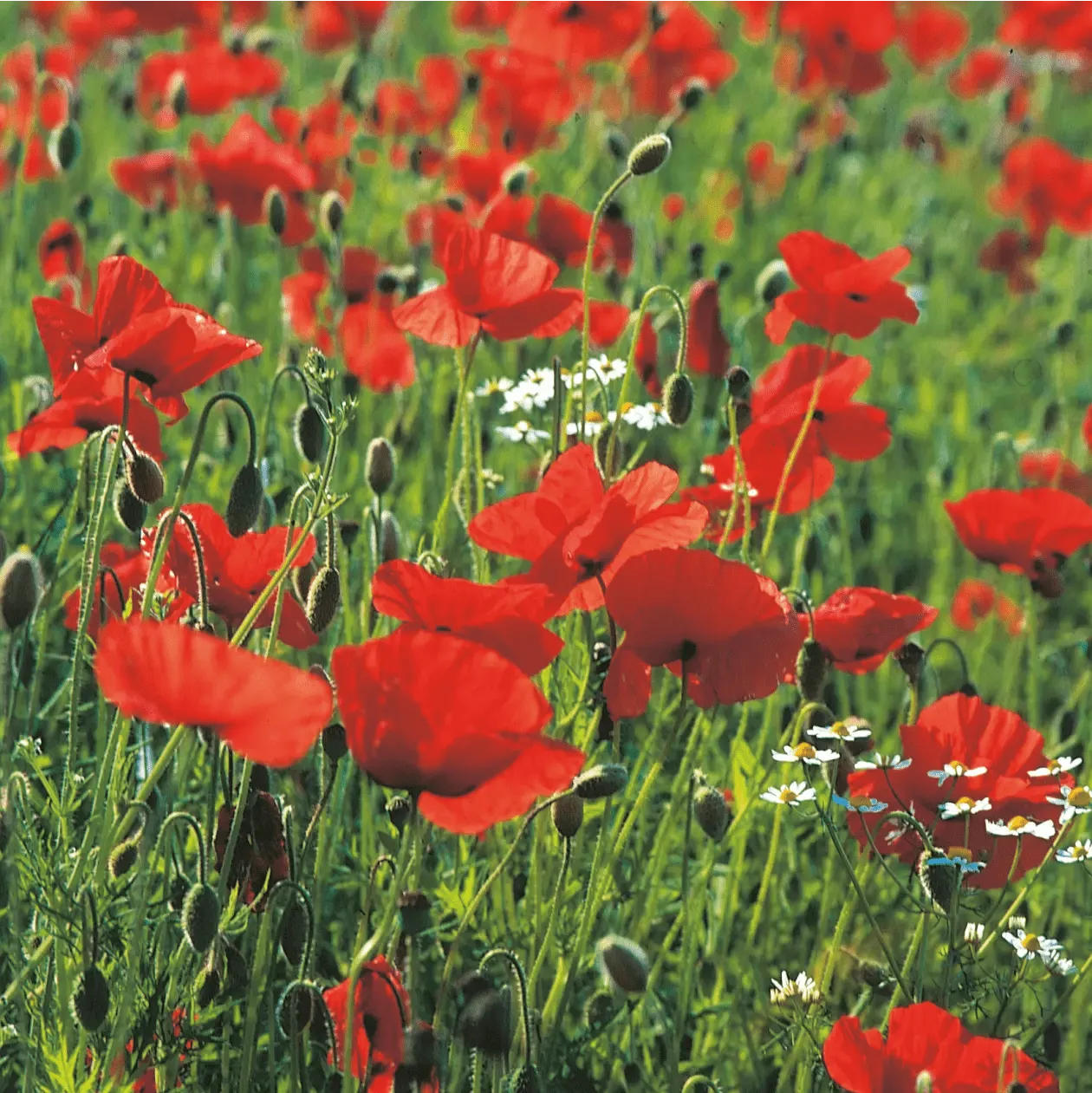 World Botanics klaproos zaden wild rood weidemix
