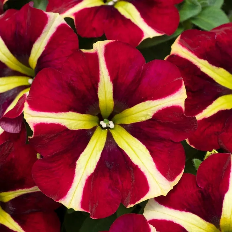 World Botanics Fanfare Heartbreaker petunia 5 jonge planten rood-geel