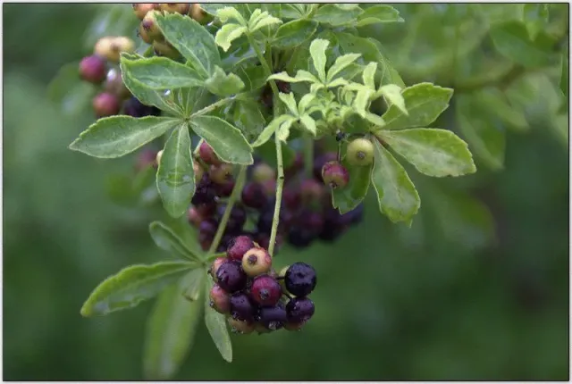 De Tuinen van MergenMetz Siberische ginseng plant P11 winterhard