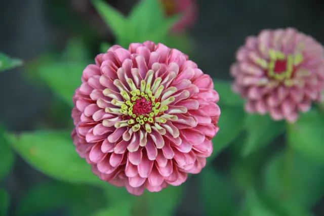 Vitale Rassen Queen Red Lime zinniazaden rood