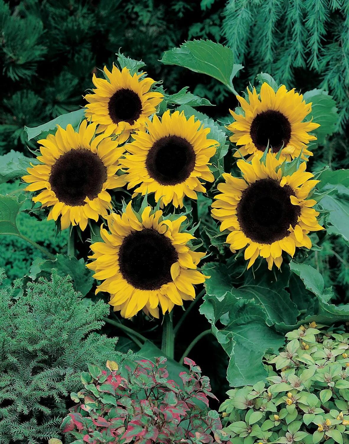 World Botanics Mezzulah F1 zonnebloem bloemzaden geel
