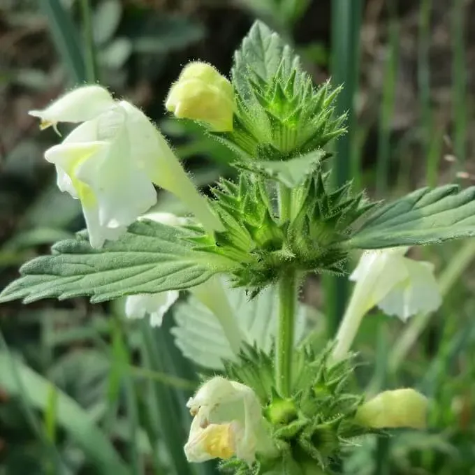MediGran Galeopsis segetum zaden bleekgele hennepnetel onbespoten