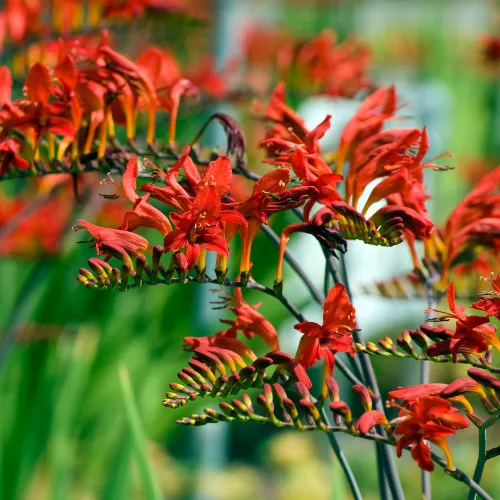 World Botanics Crocosmia Lucifer vaste plant rood 9 cm