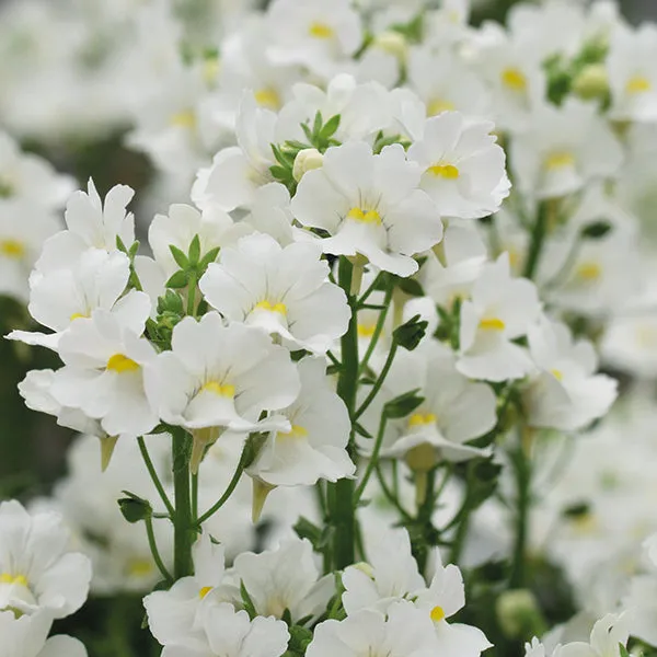 World Botanics Nemesia Karoo bloemenplanten 15 stuks geurend