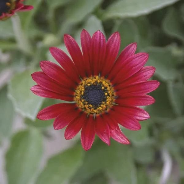World Botanics Arctotis Collection jonge planten 9 stuks zon