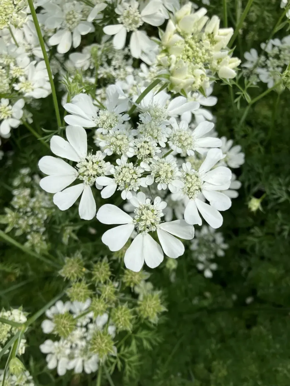 Vitale Rassen Orlaya bloemzaden wit onbespoten