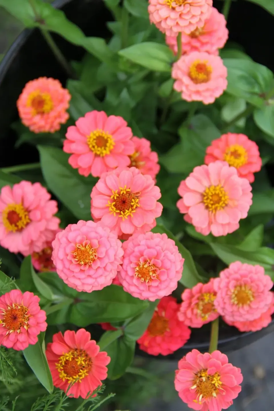 Vitale Rassen Zinnia Lilliput Salmon bloemzaden onbespoten