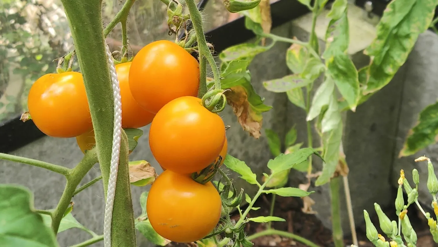 De Tuinen van MergenMetz Tangella tomatenzaden 15 stuks zoet