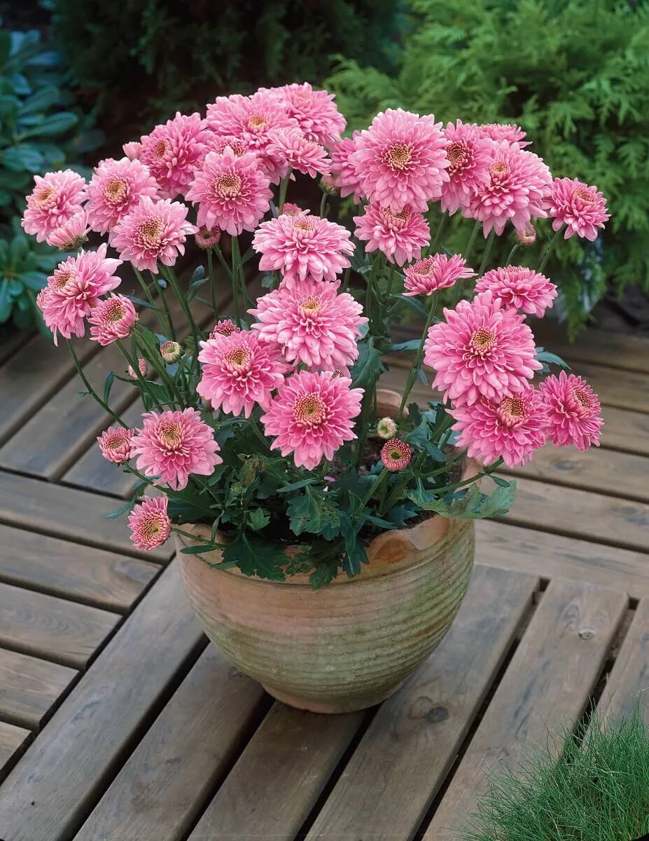 World Botanics Quantock Collection chrysant planten 5 stuks pluk