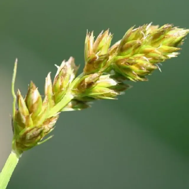 MediGran Carex vulpina Voszegge zaden onbespoten