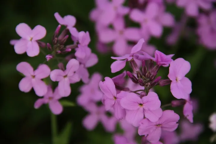 Vitale Rassen Damastbloem mix zaden onbespoten