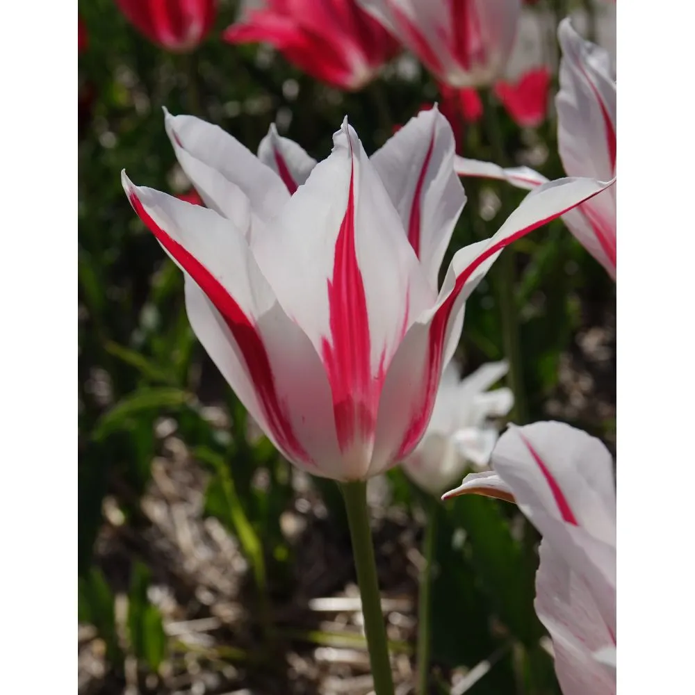 World Botanics Lily Flowered tulpenbollen 45 stuks mix