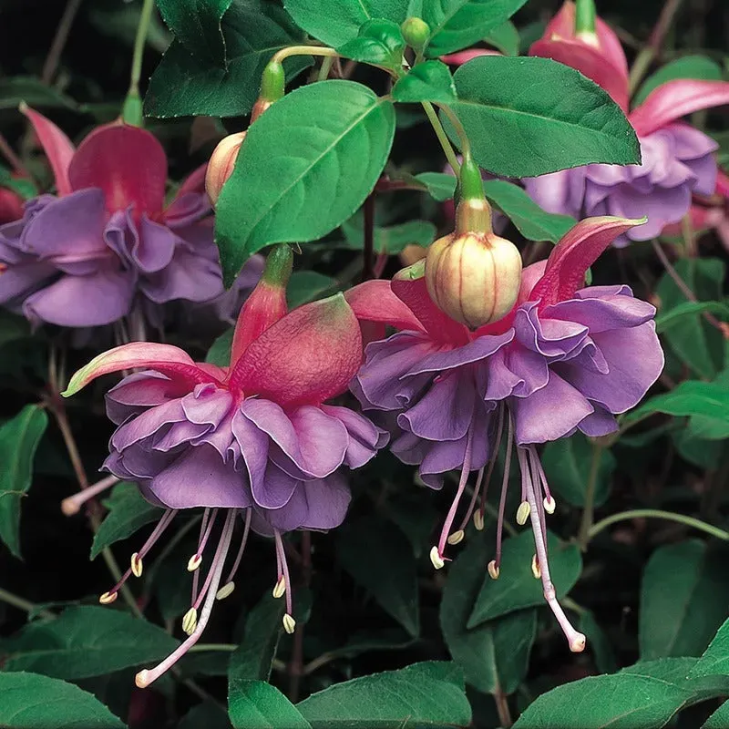 World Botanics Fuchsia Trailing Cecile jonge planten 5 stuks schaduw