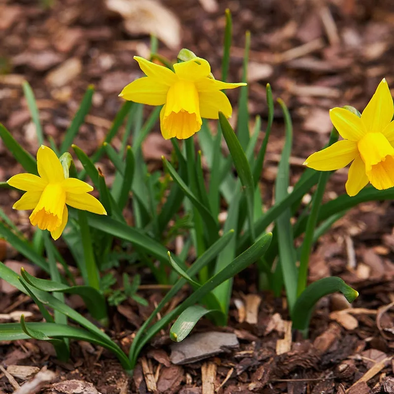 World Botanics Tête à Tête narcis bloembollen 15 stuks geel