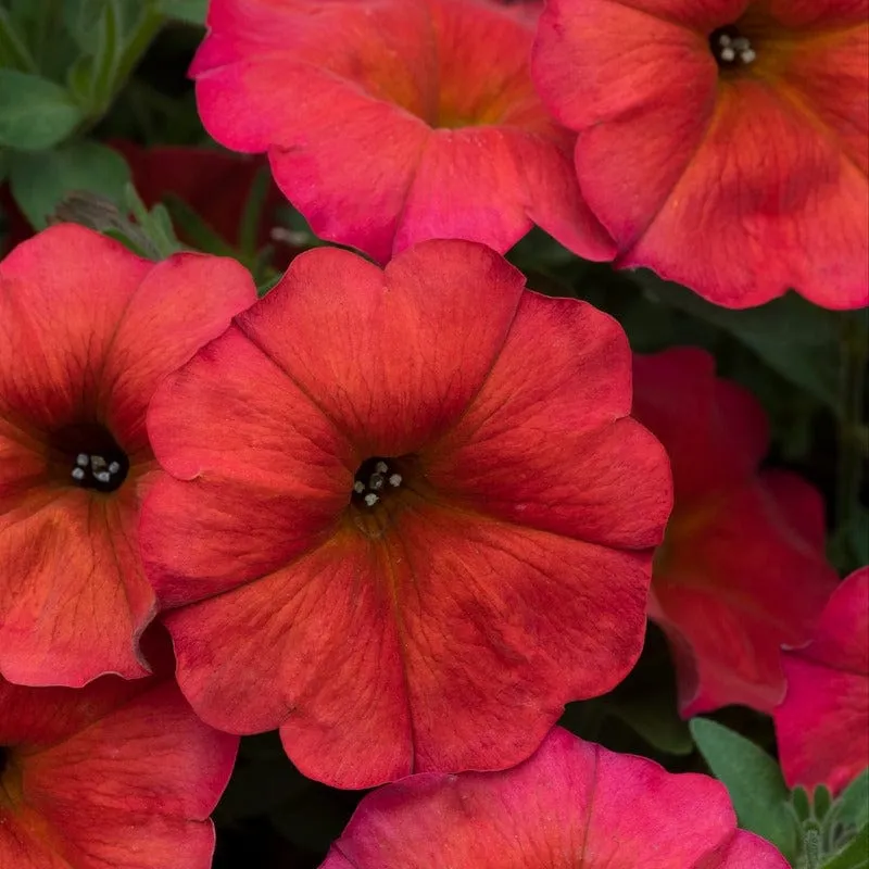 World Botanics Beautical Red Maple petchoa 5 jonge planten