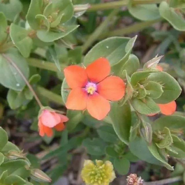MediGran Anagallis arvensis ssp. arvensis zaden rood guichelheil