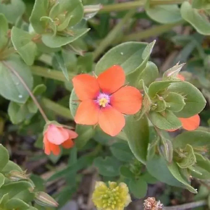 MediGran Anagallis arvensis ssp. arvensis zaden rood guichelheil