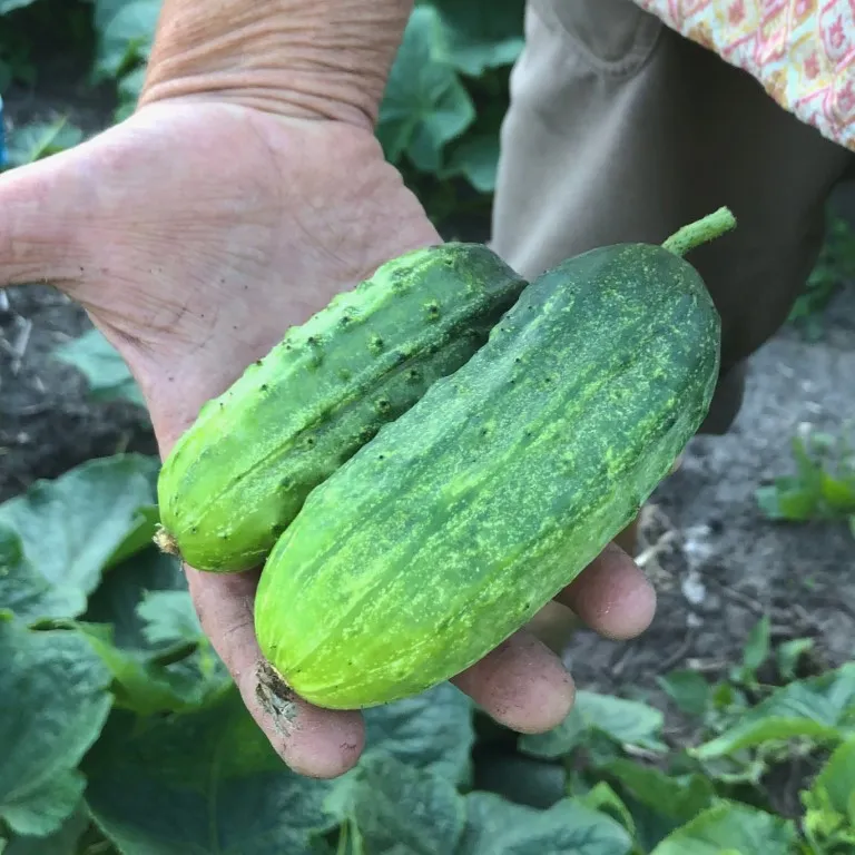 Vitale Rassen Augurk Vert Petit de Paris zaden onbespoten