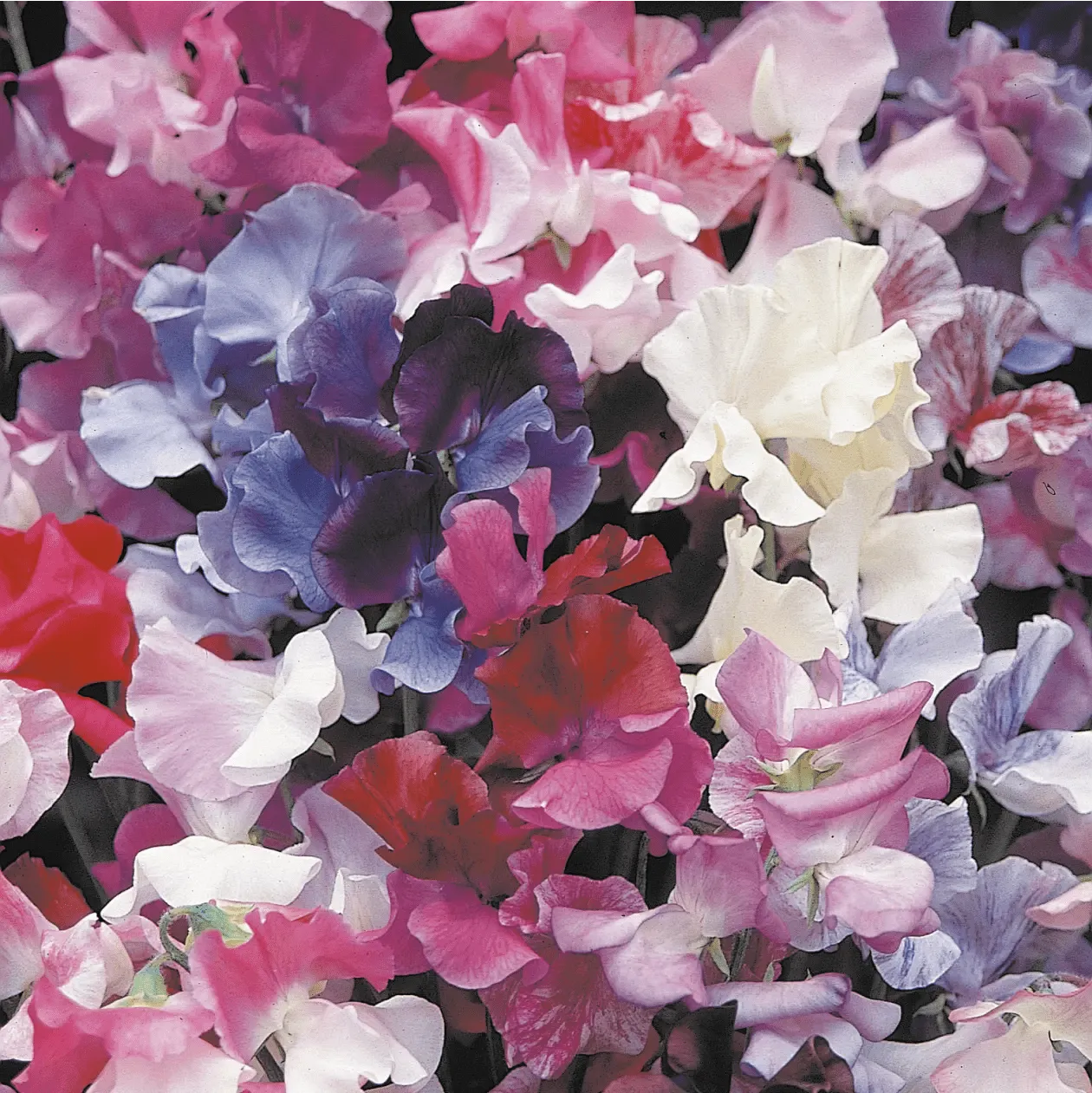World Botanics Horizon Mixed reukerwt bloemzaden gemengd