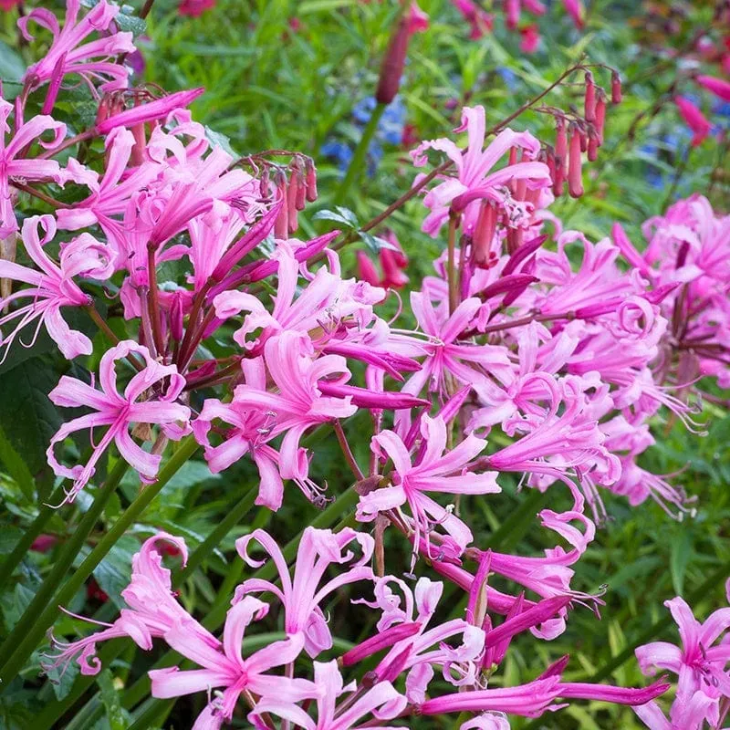 World Botanics Bowdenii Pink nerine bollen herfstbloei pot