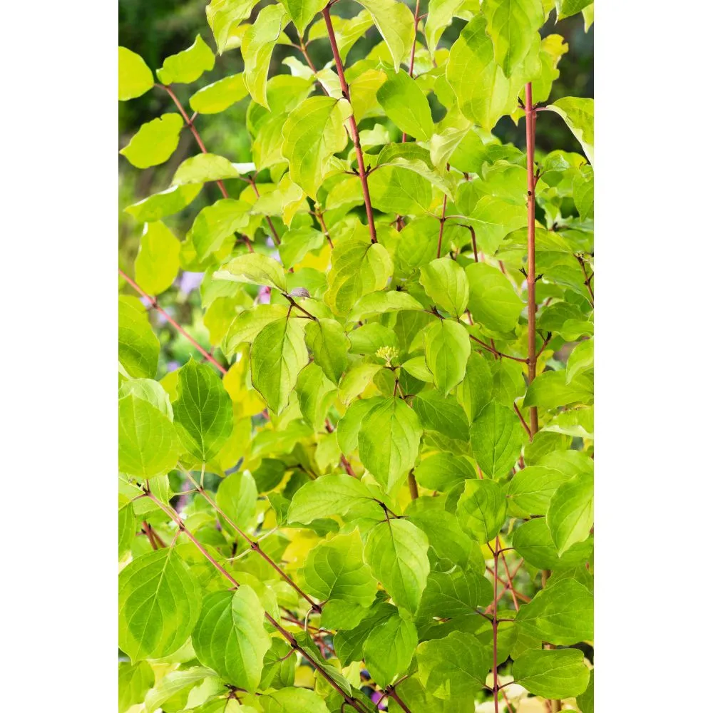 World Botanics Cornus Midwinter Fire sierheester 1x 9cm winterkleur