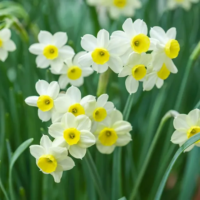 World Botanics Narcissus Minnow bloembollen 15 stuks geel