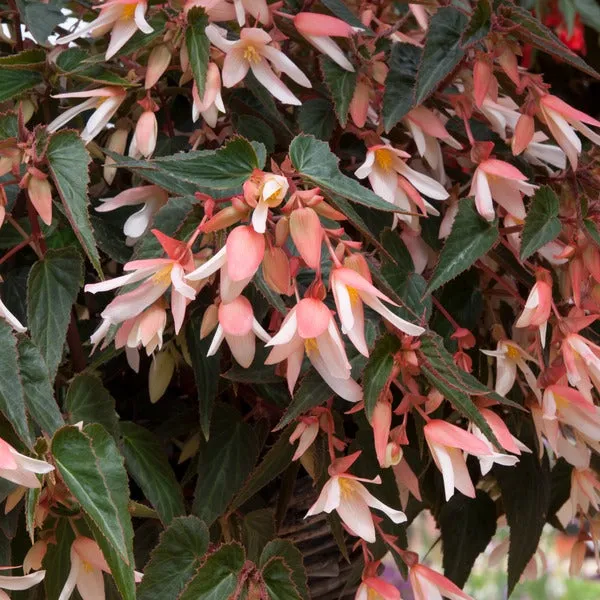 World Botanics Starshine Appleblossom begonia 5 stek