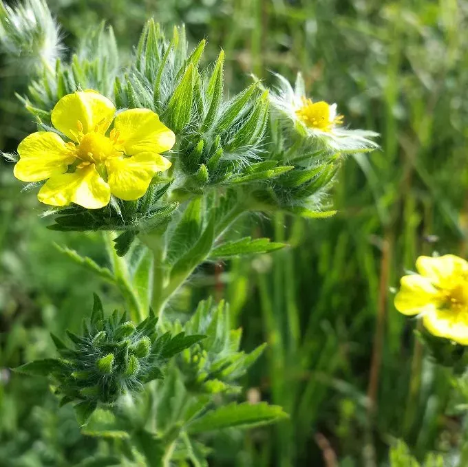 MediGran Rechte ganzerik Potentilla recta zaden onbespoten
