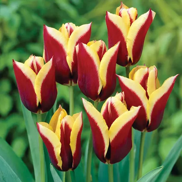 World Botanics Tulip Gavota bloembollen 15 stuks rood-geel