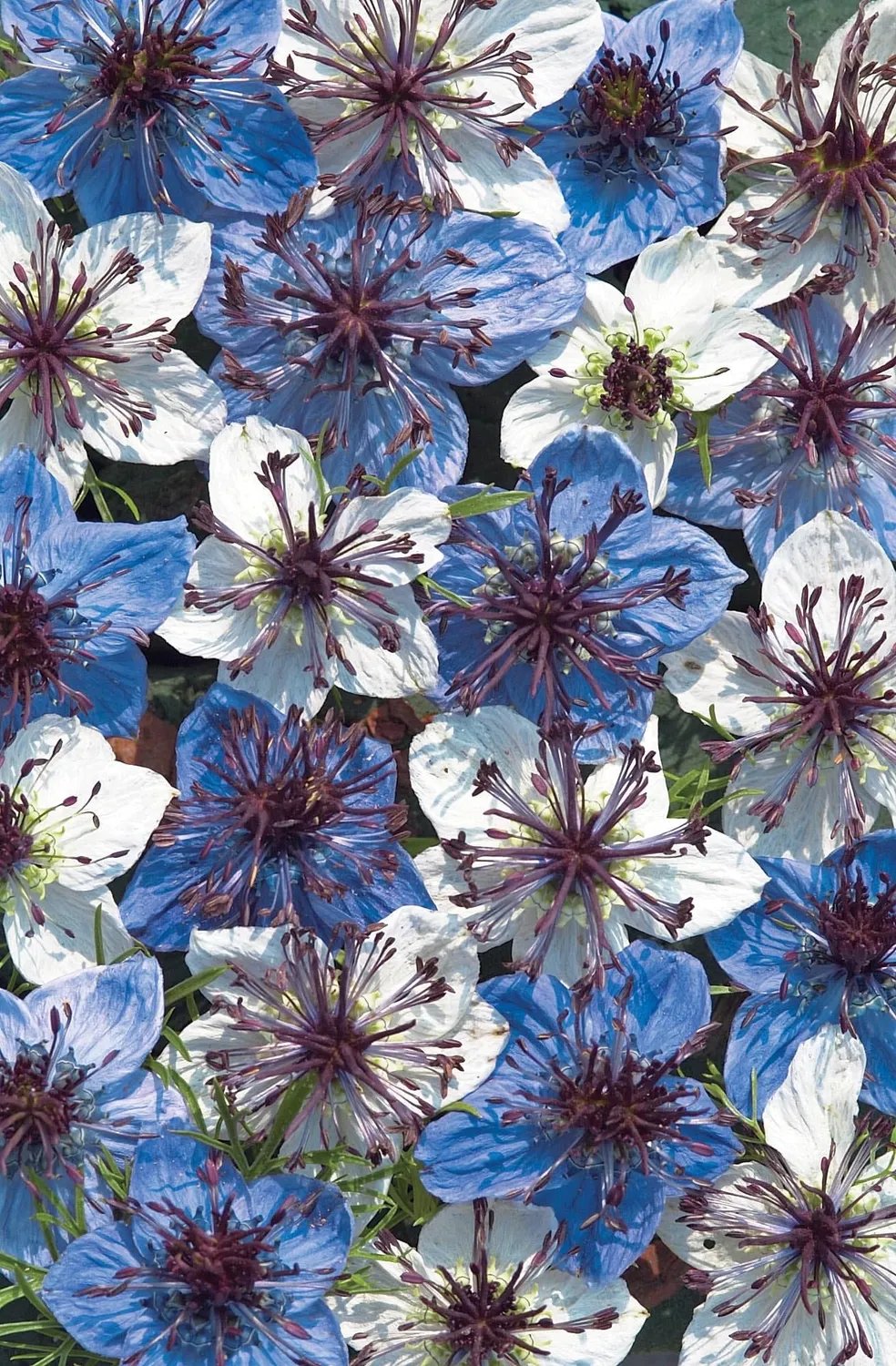 World Botanics Musical Prelude nigella zaden donker zaadbol