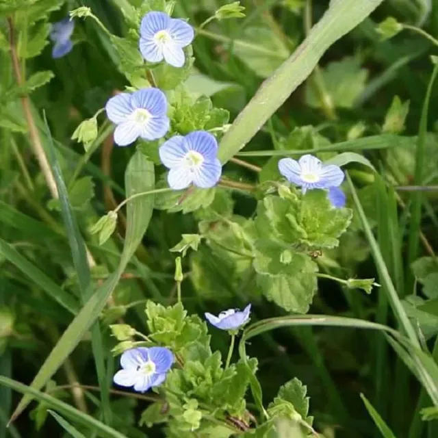 MediGran Veronica persica Grote ereprijs zaden onbespoten