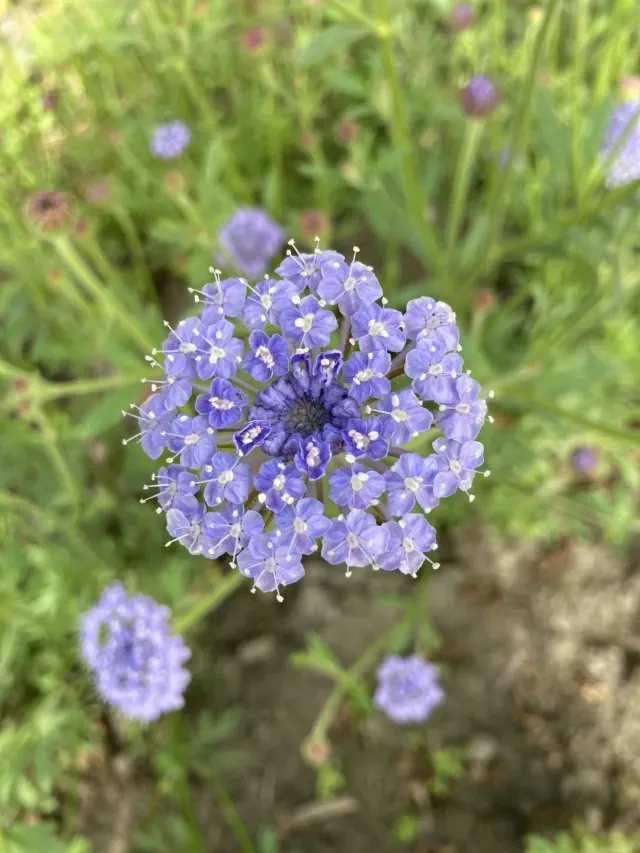 Vitale Rassen blauwe kantbloem zaden onbespoten