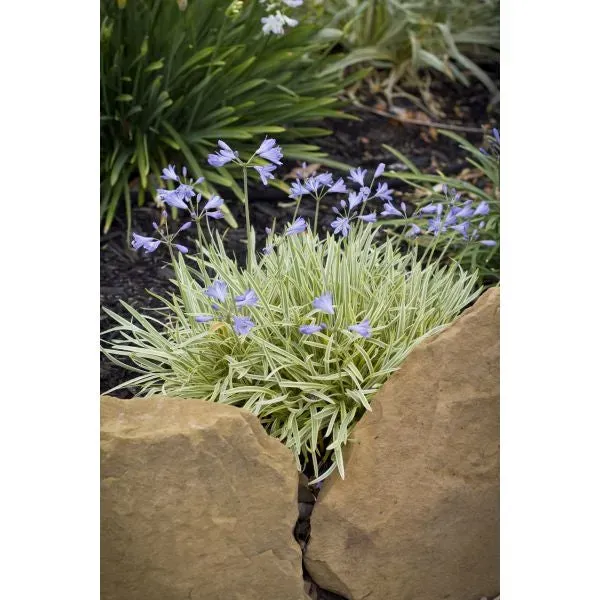 World Botanics Golden Drop agapanthus plant 9cm