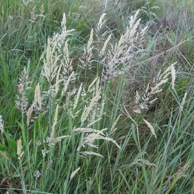 MediGran Holcus lanatus Gestreepte witbol zaden gras