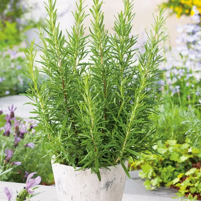World Botanics Rosemary kruidenplant 3 x 9cm winterhard