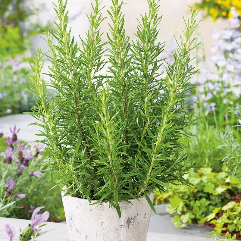 World Botanics Rosemary kruidenplant 3 x 9cm winterhard