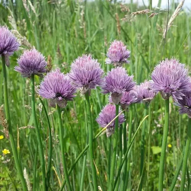 MediGran Bieslook Allium schoenoprasum kruidenzaden onbespoten