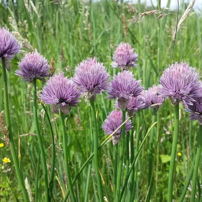 MediGran Bieslook Allium schoenoprasum kruidenzaden onbespoten